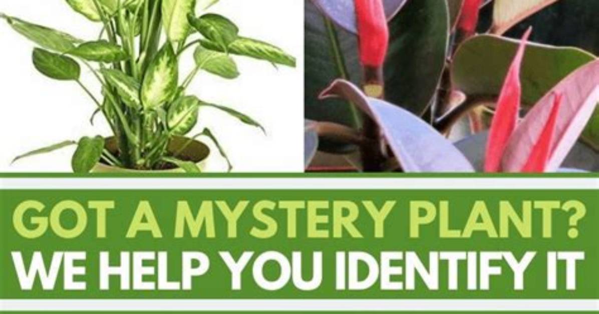 How to Identify and Care for House Plants?