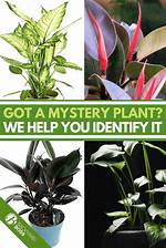 How to Identify and Care for House Plants?