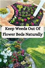 How to Keep Weeds out of Flower Beds?