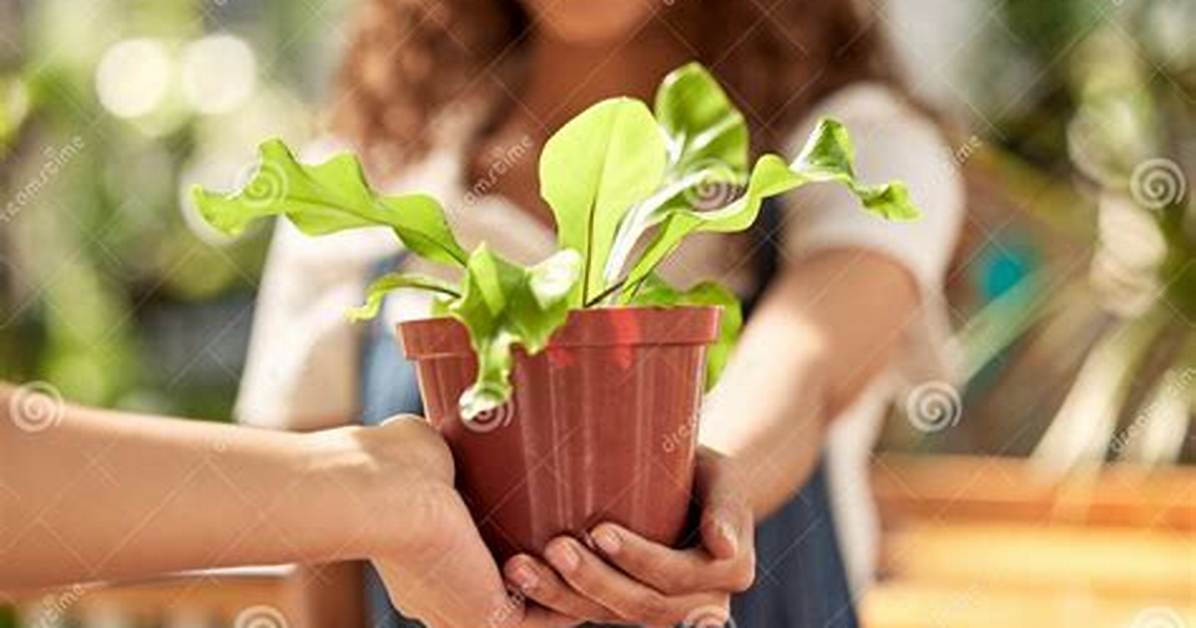 How to Take Care of a Newly Laid Lawn?