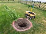 How to Transplant a Maple Tree in San Francisco?