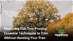 How to Trim an Oak Tree Without Killing It?