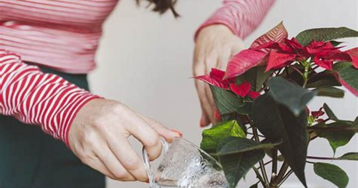 How to Water Poinsettias