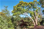 How Wide Are Eucalyptus Trees?