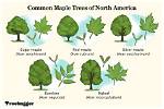 How Would You Describe a Maple Tree?