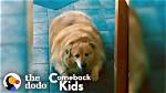 Is a 100 Pound Dog Big?
