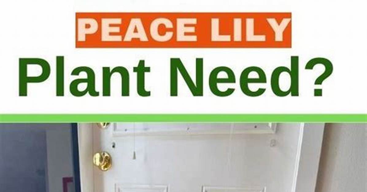 Is a Peace Lily Appropriate for a Funeral?
