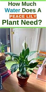 Is a Peace Lily Appropriate for a Funeral?