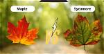 Is a Sycamore Tree the Same as a Maple Tree?
