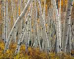 Is an Aspen Tree a Cottonwood?