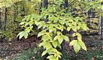 Is Beech Tree Invasive?