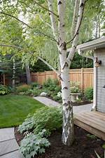 Is Birch Tree Good for Backyard?