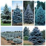 Is Blue Spruce Good for Privacy?