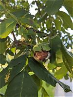 Is English Walnut Self-Fertile?