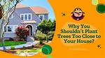 Is It Bad to Plant Trees Close Together?