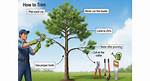 Is It Bad to Trim Pine Trees?