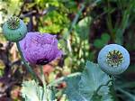 Is It Legal to Grow Papaver?