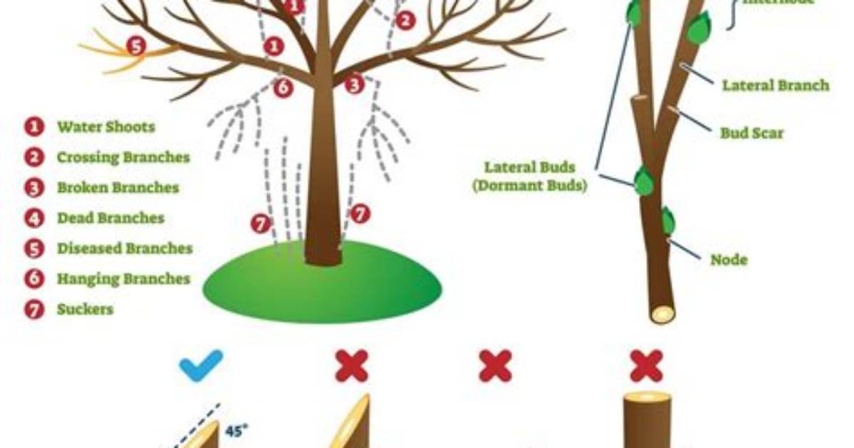 Is It Legal to Trim Back Trees in Savannah Ga?