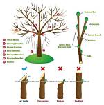 Is It Legal to Trim Back Trees in Savannah Ga?