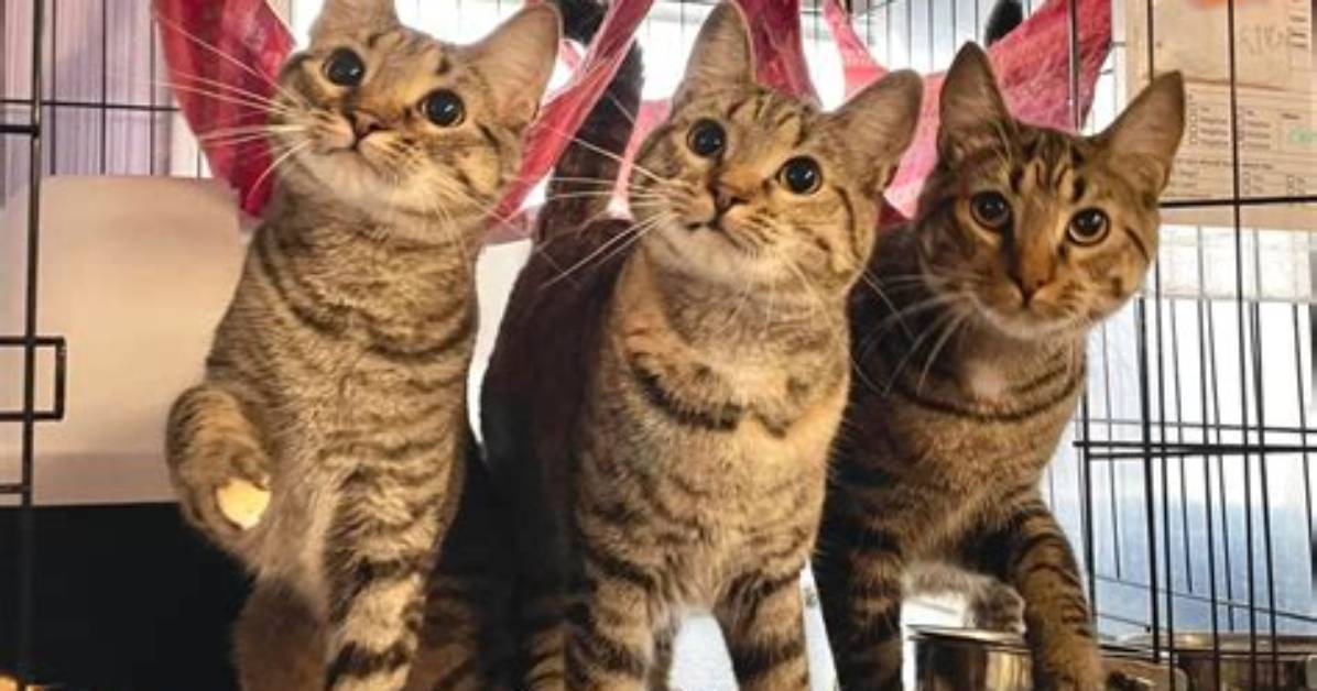 Is It Ok for Cats to Have Ice Cream?