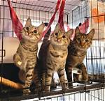 Is It Ok for Cats to Have Ice Cream?