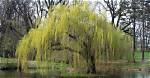 Is It Possible for a Weeping Willow to Die?