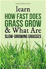 Is It Possible for Grass to Grow in Sand?