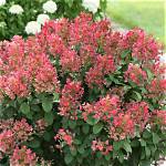 Is Little Quick Fire a Panicle Hydrangea?