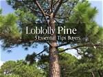 Is Loblolly Pine Toxic?