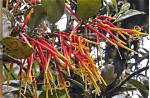 Is Mistletoe a Parasite or Fungus?