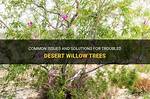 Is My Desert Willow Dead?
