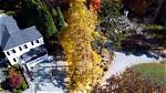 Is My Ginkgo Tree Dying?