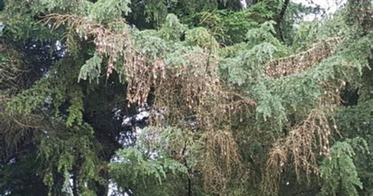 Is My Hemlock Tree Dying?