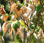 Is My Kousa Dogwood Dying?