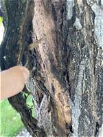 Is My Old Maple Tree Dying?