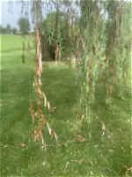 Is My Weeping Willow Dying?
