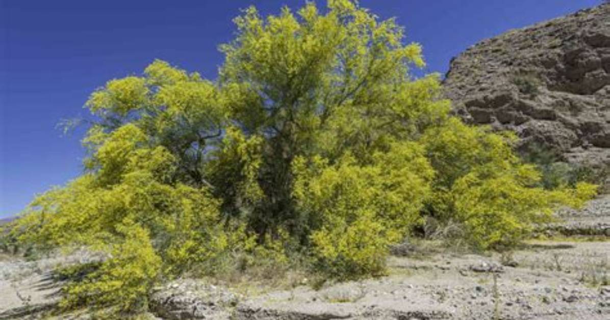 Is Palo Verde Toxic?