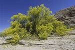 Is Palo Verde Toxic?