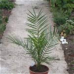 Is Phoenix Canariensis an Indoor Plant?