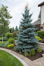Is the Blue Spruce Used for Landscaping?