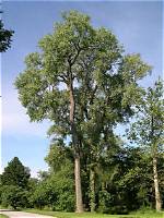 Is the Cottonwood Tree a Male or Female?