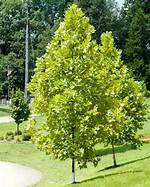 Is the London Planetree Suitable for Residential Use?