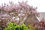Is the Royal Empress Tree Invasive?