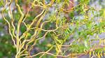 Is There a Dwarf Curly Willow?