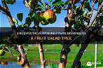 Is There a Fruit Salad Tree in Australia?