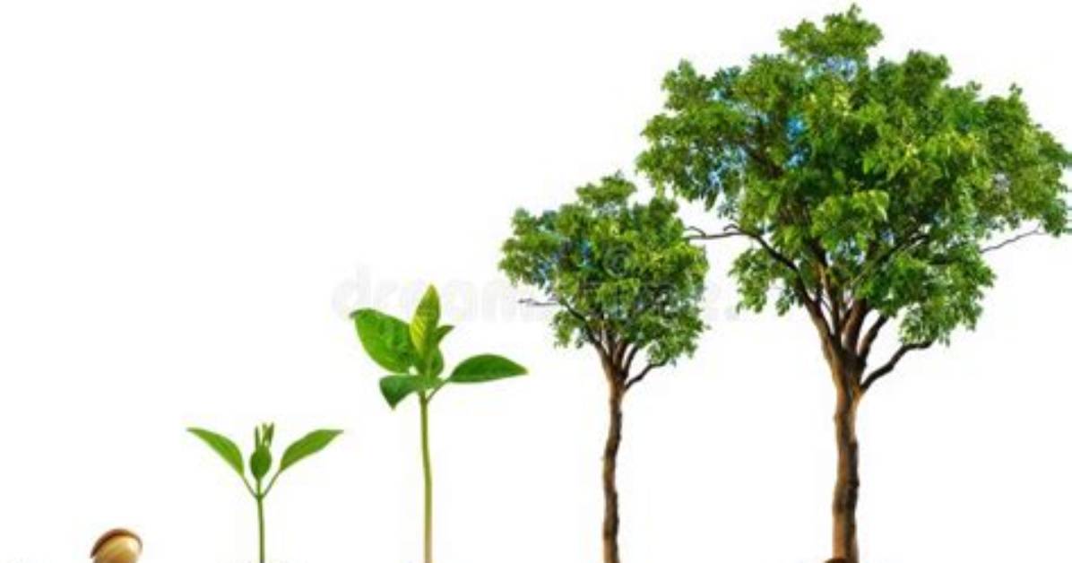 Is There a Tree That Grows Multiple Fruit?