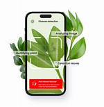 Is There an App to Identify Plant Names?