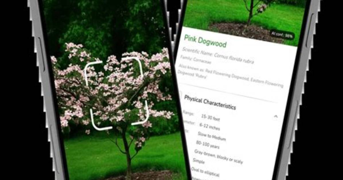 Is There an App to Identify Trees and Shrubs?