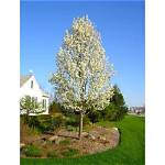Is There an Ornamental Pear Tree?