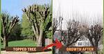 Is Topping a Maple Tree Bad?